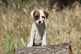 JACK RUSSEL 026